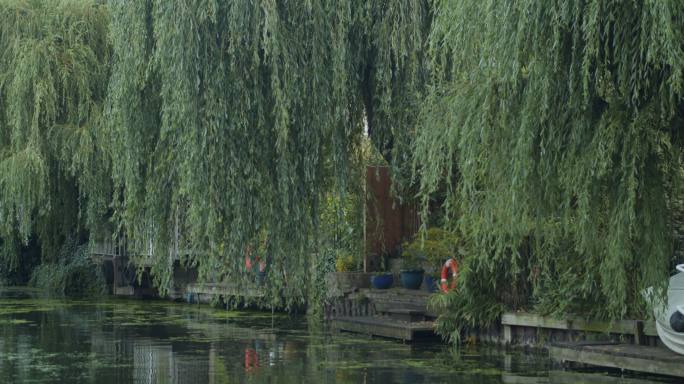 摄政运河上的垂柳柳树