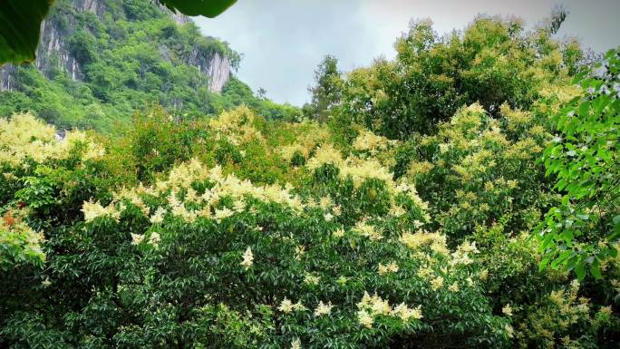 桂花4k唯美空镜头蜜蜂采花微风吹桂花