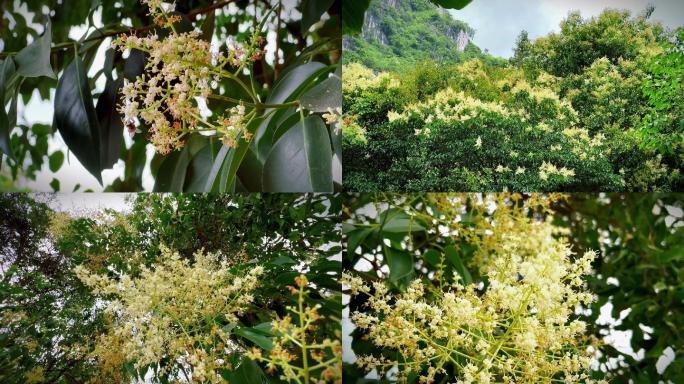 桂花4k唯美空镜头蜜蜂采花微风吹桂花