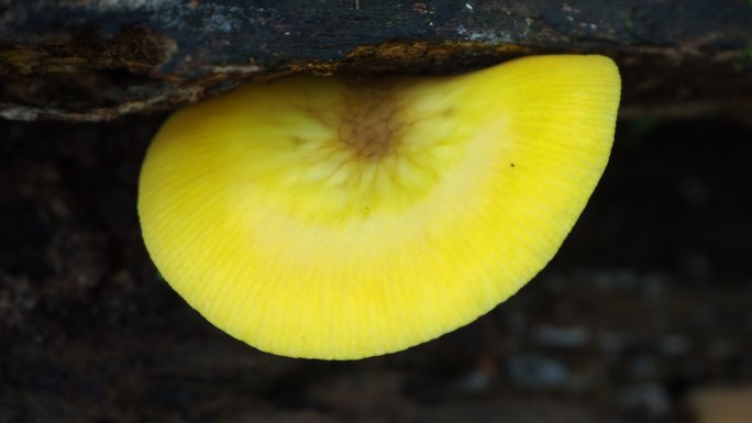 原木上的蘑菇种植野生菌类