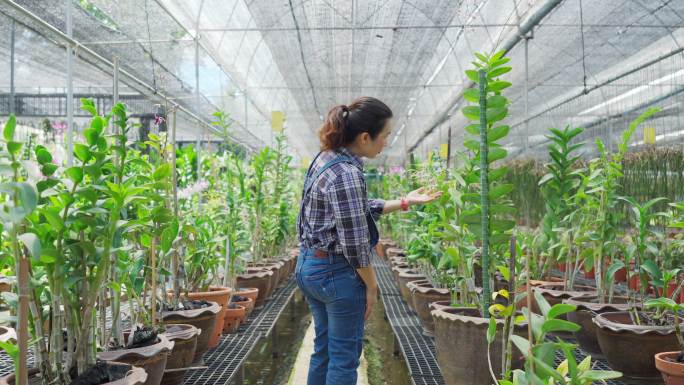 农民种植花卉。种植花卉