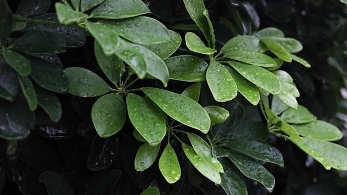 下雨天雨天里的树叶