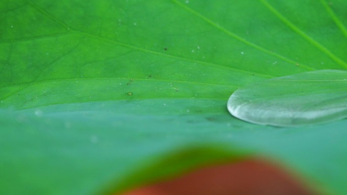 荷叶上的水珠露珠露水