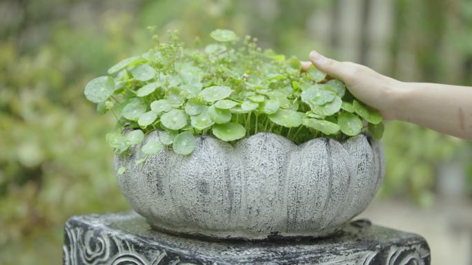 唯美盆栽铜钱草实拍