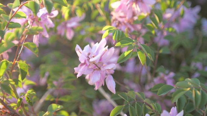 清晨 山上野花