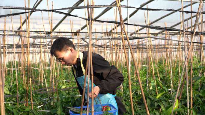 亚洲男子在温室采摘成熟青椒
