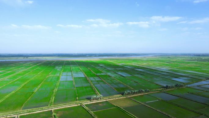 黄河平原-生态稻田万亩农业大景