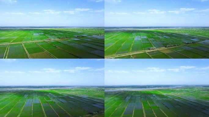 黄河平原-生态稻田万亩农业大景