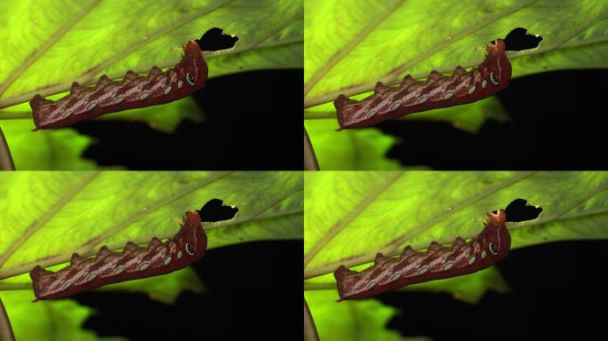 4K画面一只毛虫Pergesa acteus Sphingidae鹰蛾红色，狮身人面像伪装模仿眼睛头