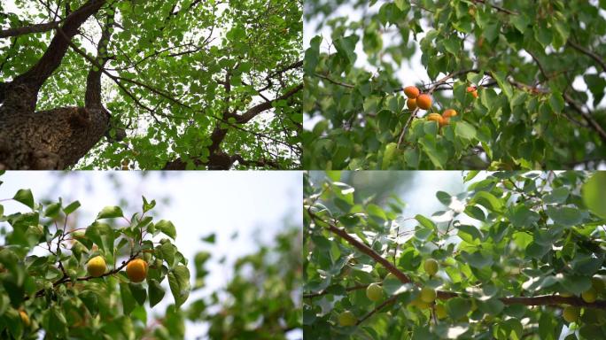 杏 杏树