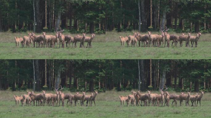 一群佩雷-大卫鹿（Davidshirsch）站在森林前的草地上