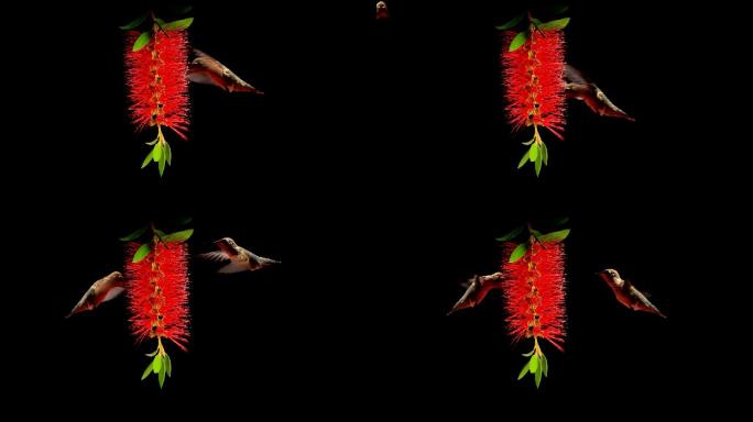 蜂鸟觅食野生动物生态保护野鸟小鸟