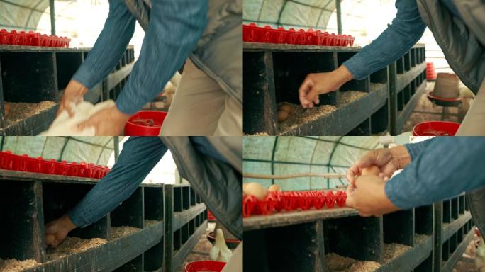 一个面目全非的男子正在收集家禽养殖场鸡舍孵化的鸡蛋的4k视频片段