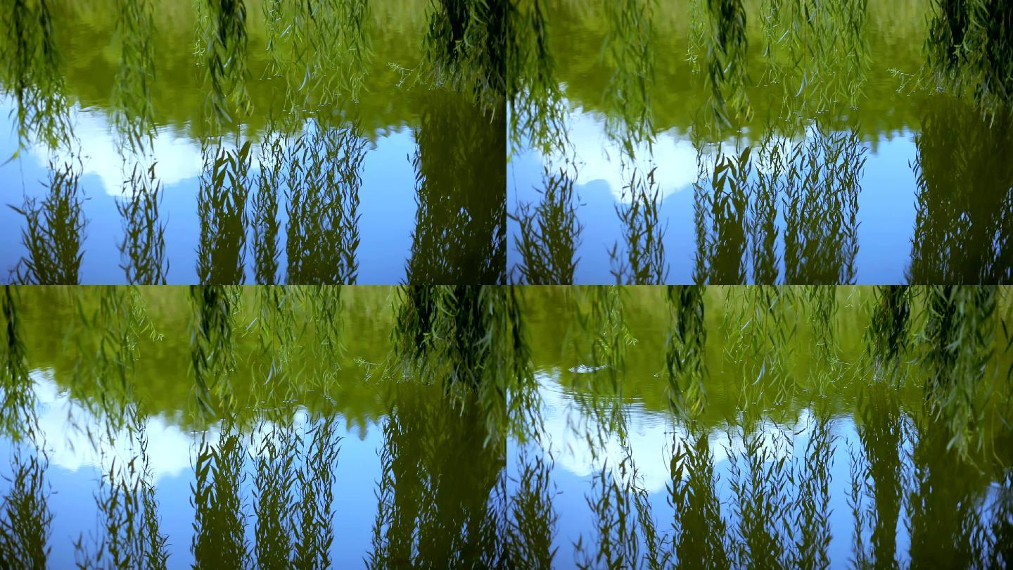 河上的柳枝映着蓝天