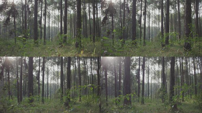 4k多利镜头，松树森林