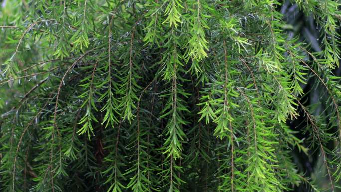 雨季垂柳绿植柳树杨柳