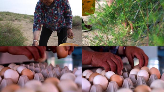 农村散养鸡收鸡蛋