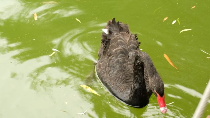 四川省成都市动物园中的黑天鹅