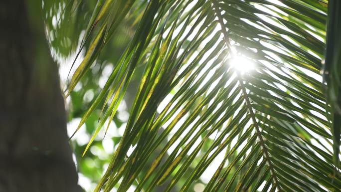 阳光穿过椰子叶照射光芒光线太阳叶子