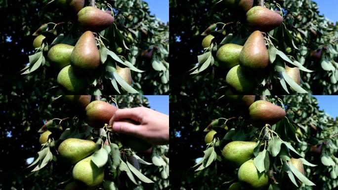 从树上摘梨芒种丰收直播带货大收成