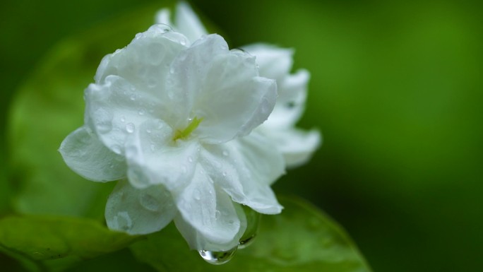 雨天茉莉花