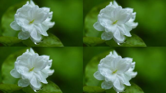 雨天茉莉花