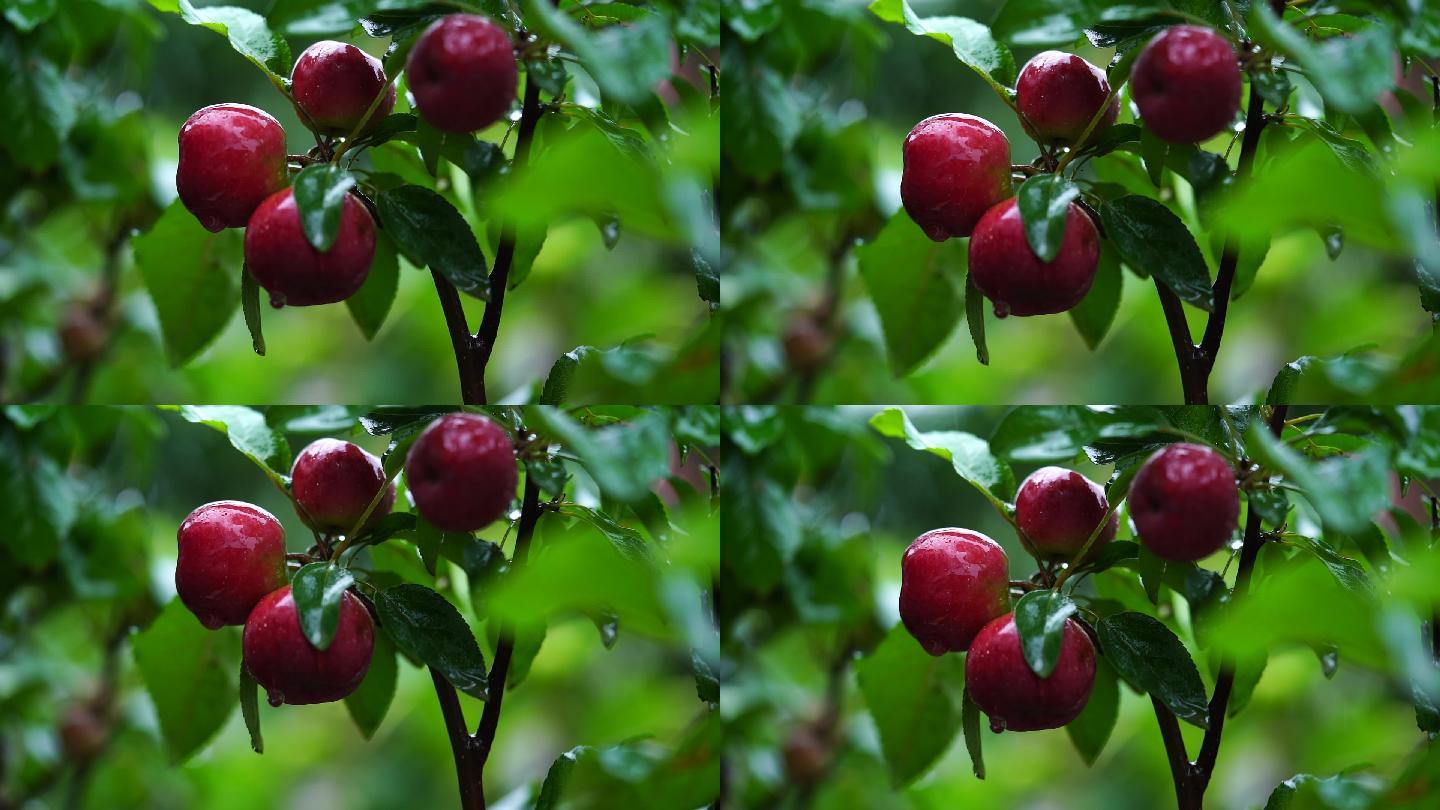 红色小苹果