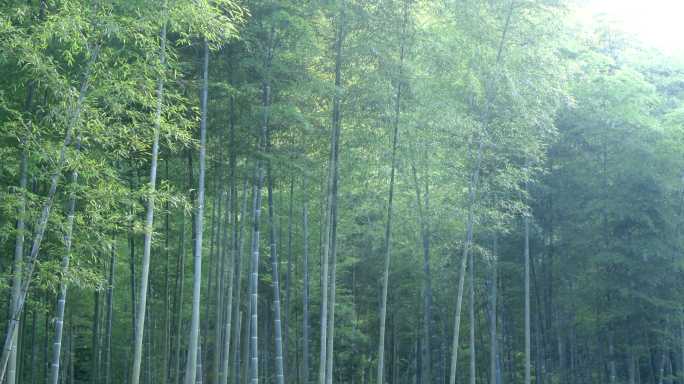 夏季竹林植物竹林