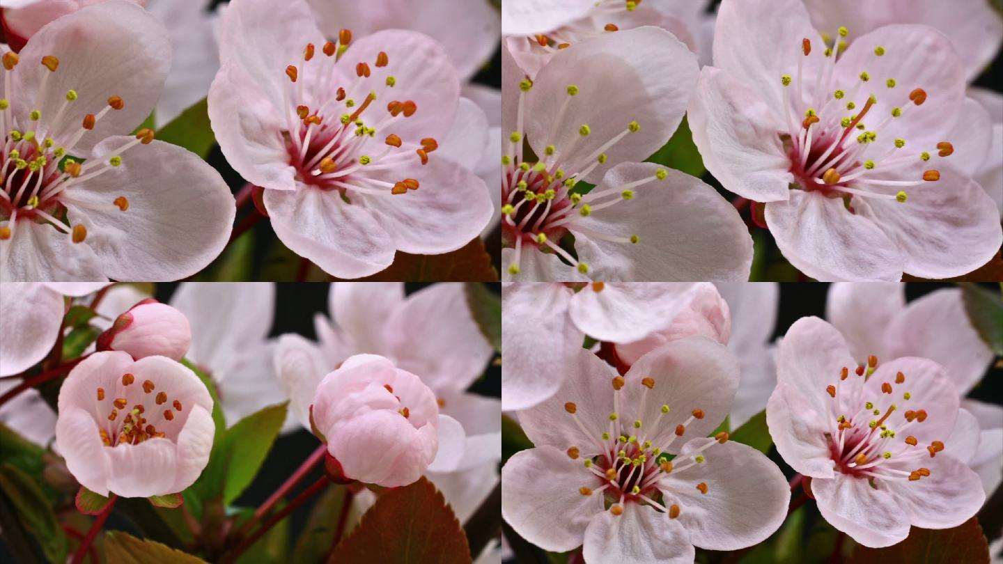 日本樱花树开花HD