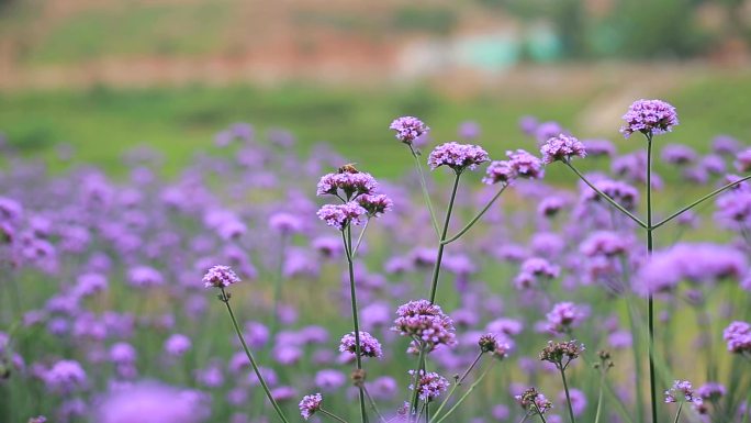 马鞭草花海、蜜蜂采蜜