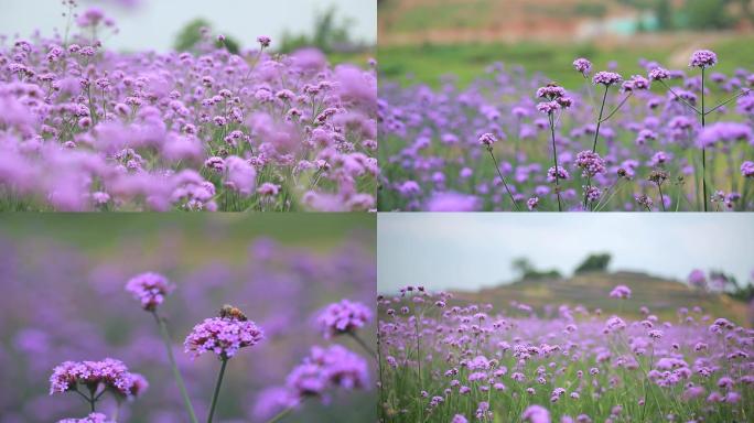 马鞭草花海、蜜蜂采蜜