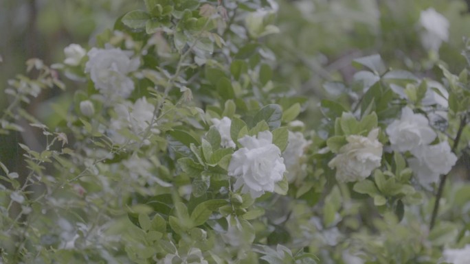 雨天灰度模式栀子花慢动作3组