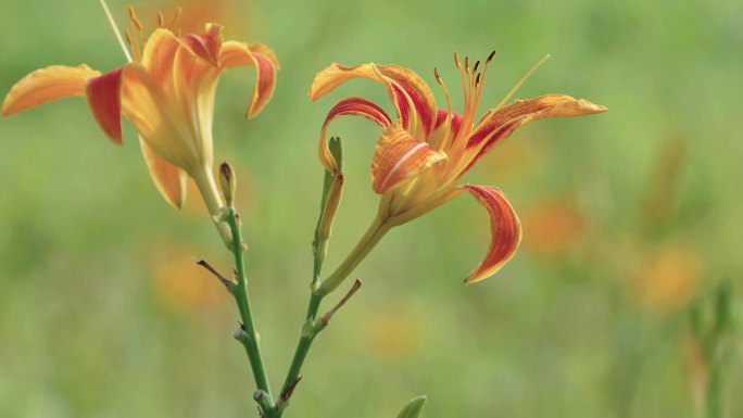 萱草花、黄色的花