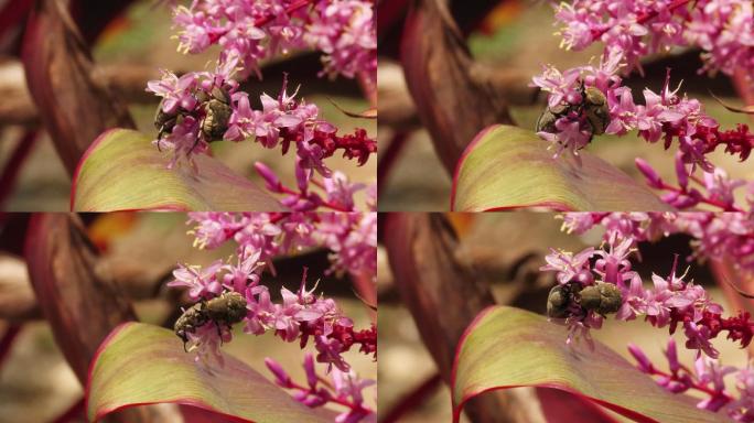 花甲虫花甲虫