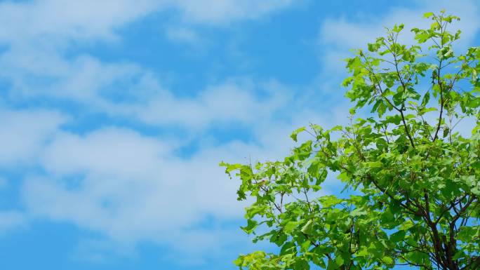 天空 蓝天白云绿树