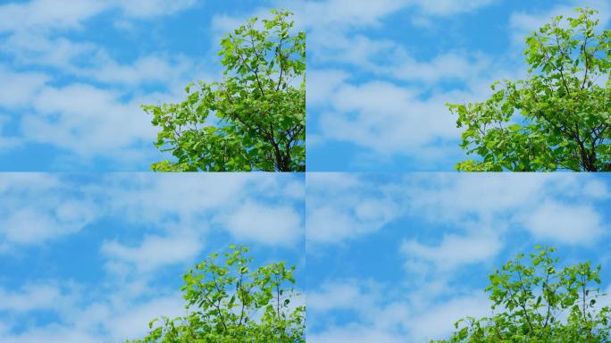 天空 蓝天白云绿树