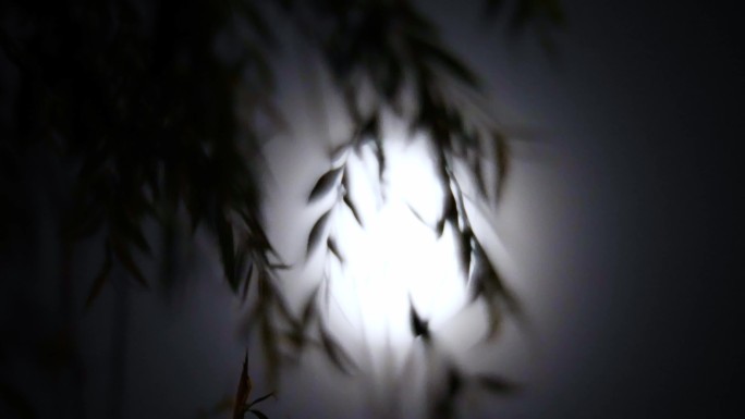 夜晚月光下的树影