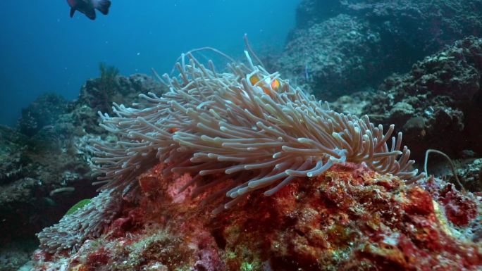 泰国珊瑚礁上的假小丑鱼银莲花鱼（Amphiprion ocellaris）