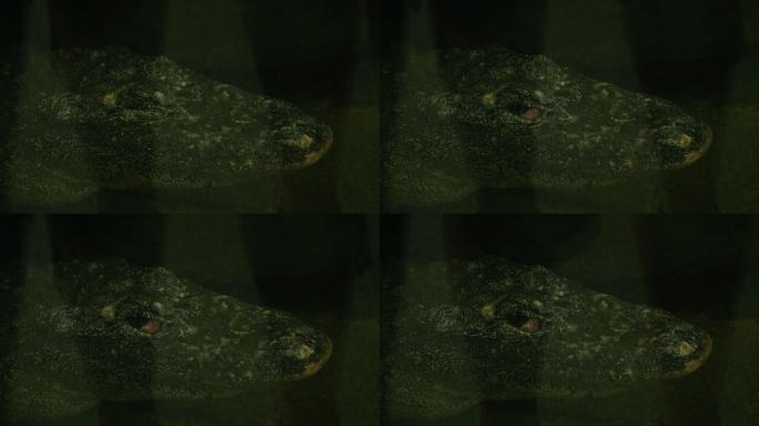 四川省成都市动物园水中的扬子鳄