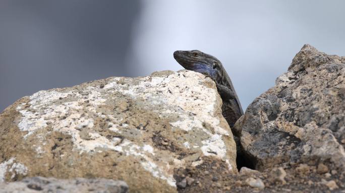 加那利群岛La Palma火山岩围栏中的Gallotia galloti动物群