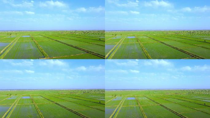 生态稻田万亩-黄河河套平原农业大景