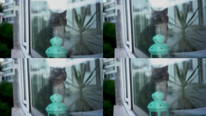 龟甲猫窗口反射猫咪晒太阳慵懒猫咪表情动作