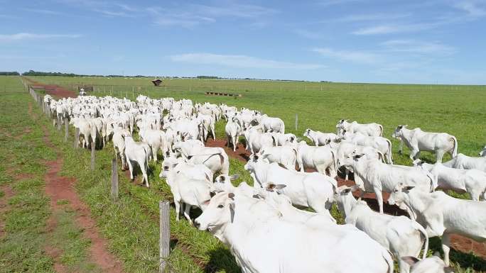 巴西马托格罗索州放牧牛鸟瞰图