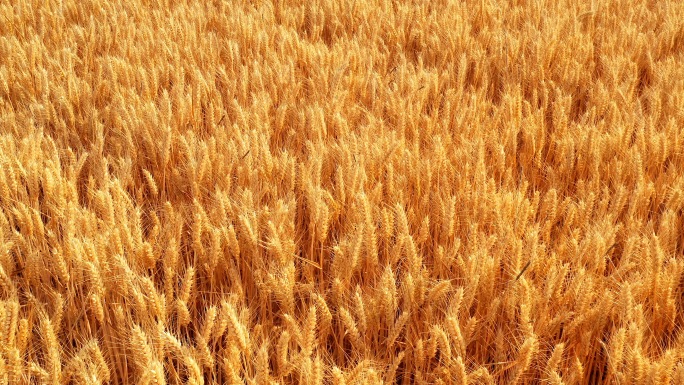 航拍金色麦田收割机收割小麦