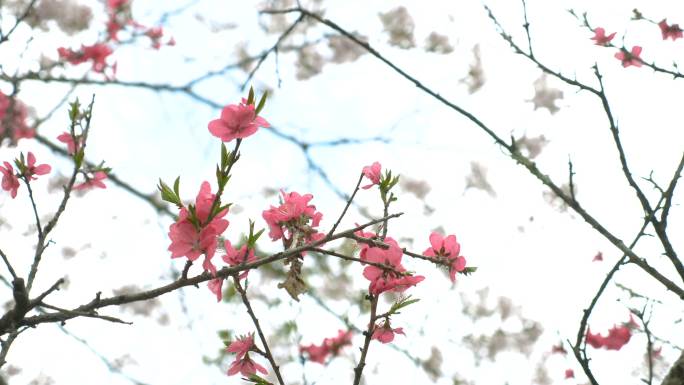 Shoji湖周围迎风摇曳的樱花慢镜头