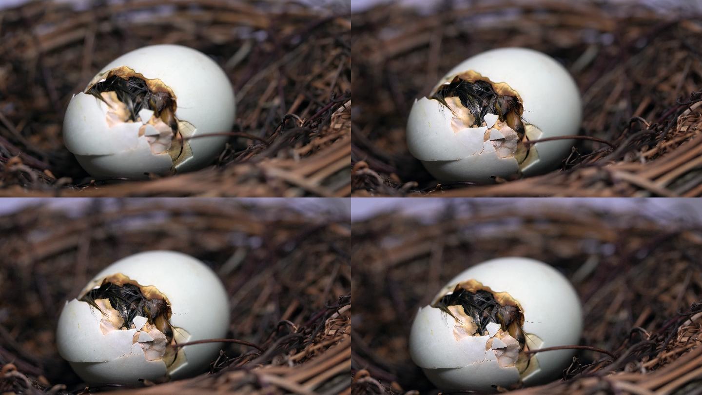 雏鸭孵化幼小破壳