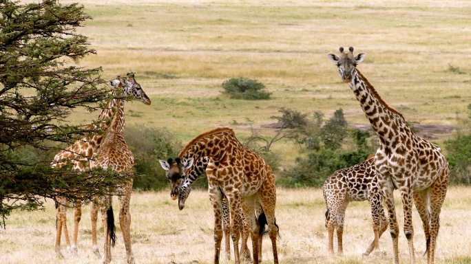 长颈鹿放牧群野外荒原非洲大草原