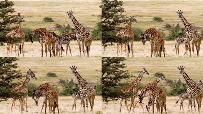 长颈鹿放牧群野外荒原非洲大草原