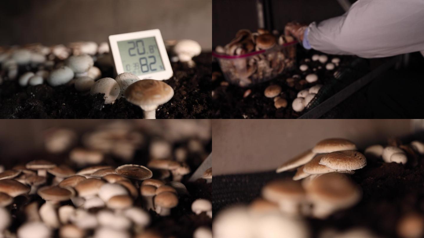 香菇蘑菇菌类种植