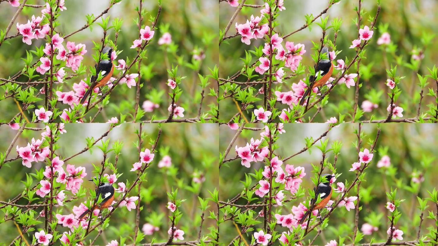 难得的花鸟视频，桃花丛中漂亮的北红尾鸲